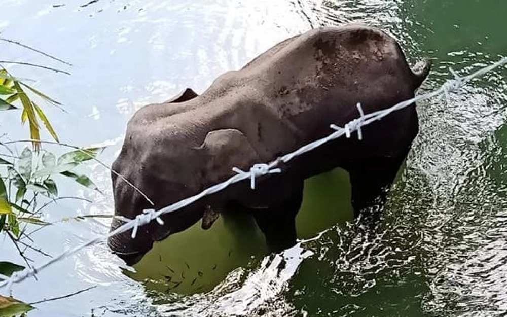 Elephant Kerala