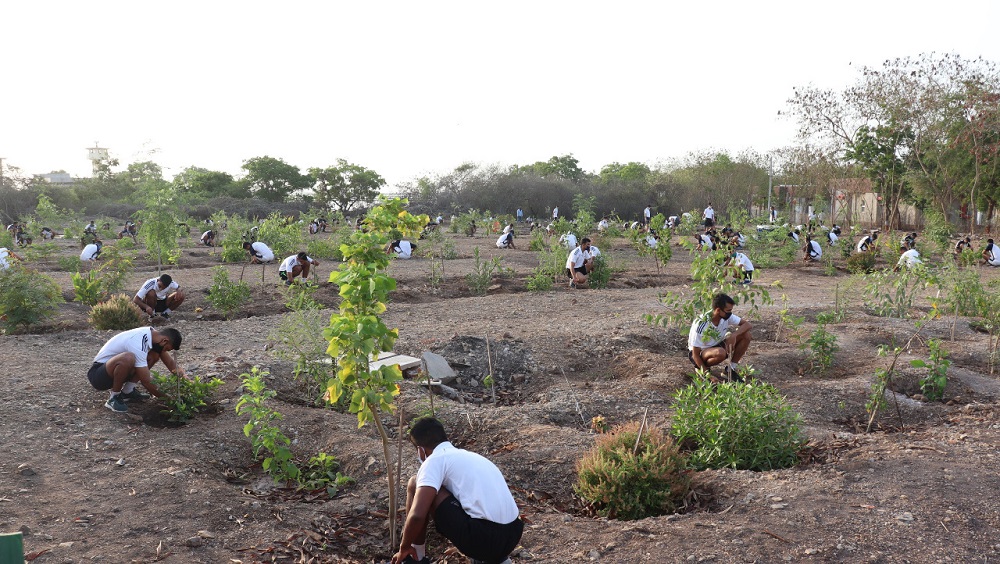 Tree Plantation 2