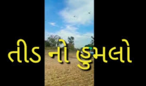 દિલ્હી માં તીડ ના તોતિંગ હુમલા થી મચી દોડધામ,હવાઈ સેવા સહિત જનજીવન થયું પ્રભાવિત Whatsapp Image 2020 06 27 At 11.20.06 Pm Satya Day