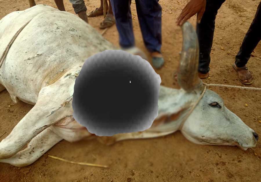 cow idar asid