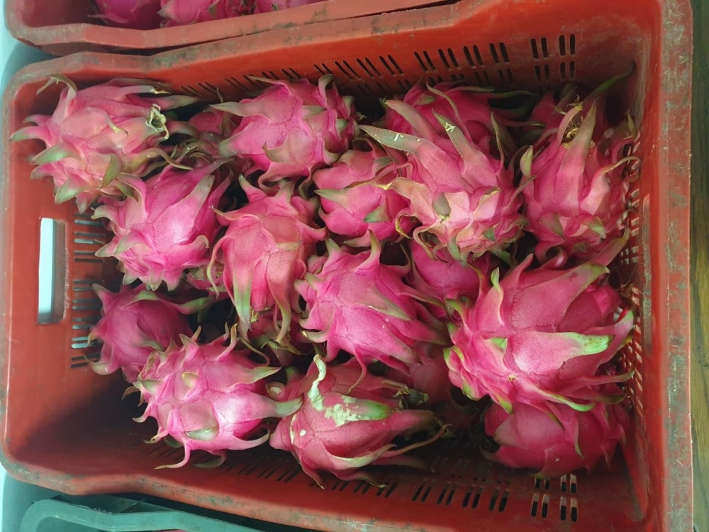 Dragon Fruit 3