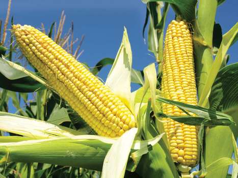 Ears Corn Satya Day