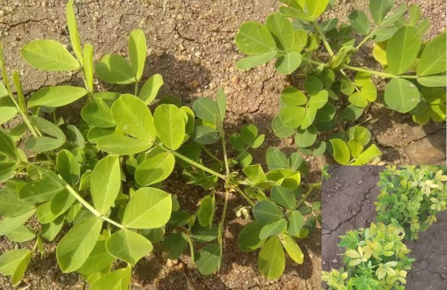 MAGFALI PILI 9 7 201