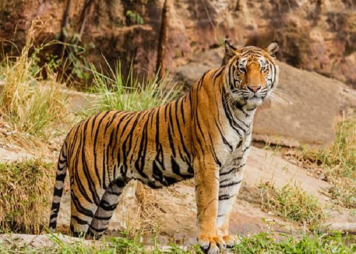 Tiger 2 Satya Day
