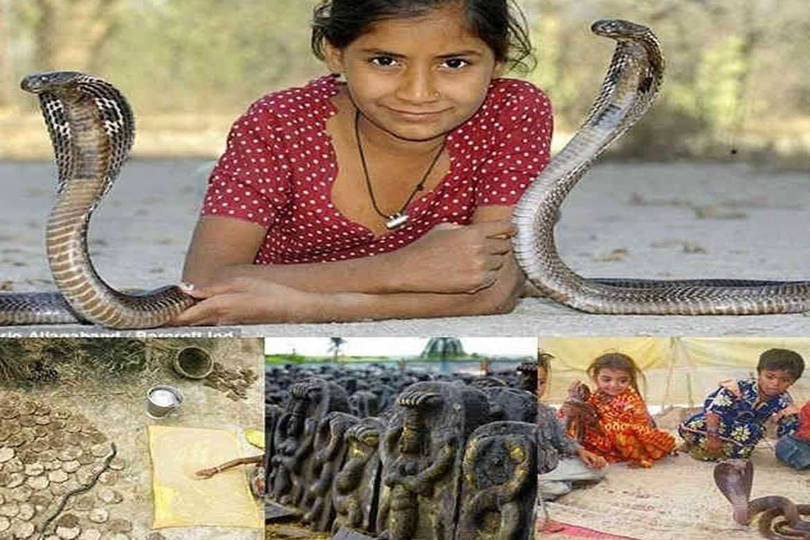 AMAZE: અહીં બાળકો કોબ્રા જેવા ઘાતક સાપ સાથે રમે છે અને એમનો ઉછેર પણ કરવામાં આવે છે 6 6