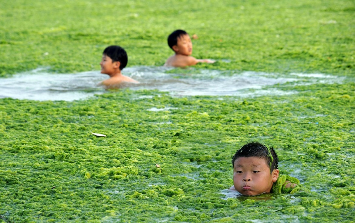Algae