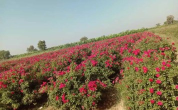 GULAB 4 5 20