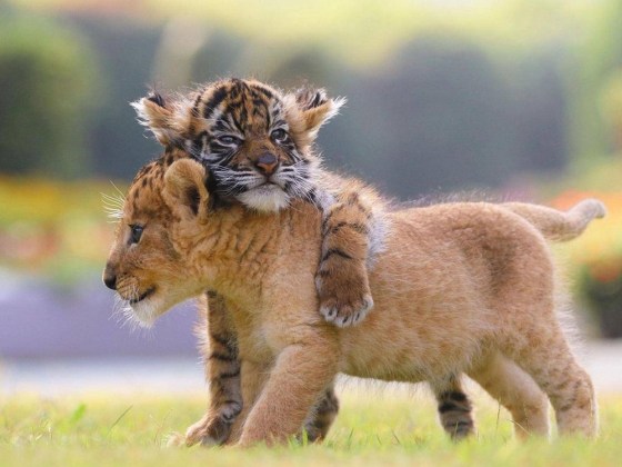 Lions Tiger Cubs