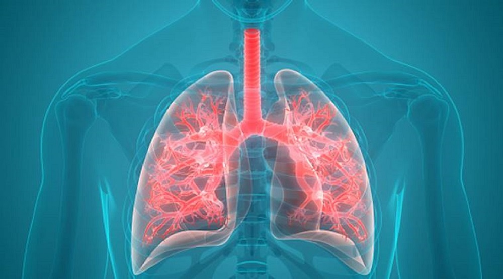 Lungs
