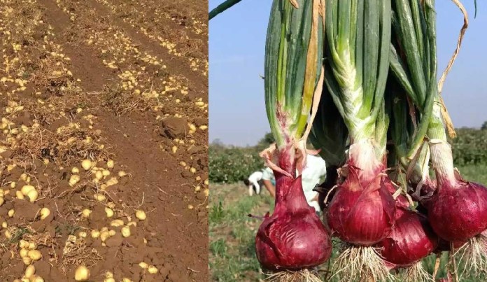 onion poteto
