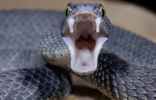 snake3