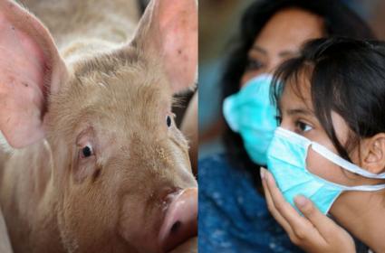 Swine Ed 1597757902 Satya Day