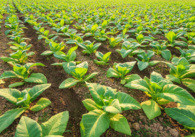 Tobacco Plants M Satya Day