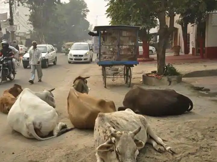 NEW: દેશમાં પહેલી વાર “ડ્રાય ડેરી” ઓ ખોલવાની તૈયારી 3 9 Satya Day