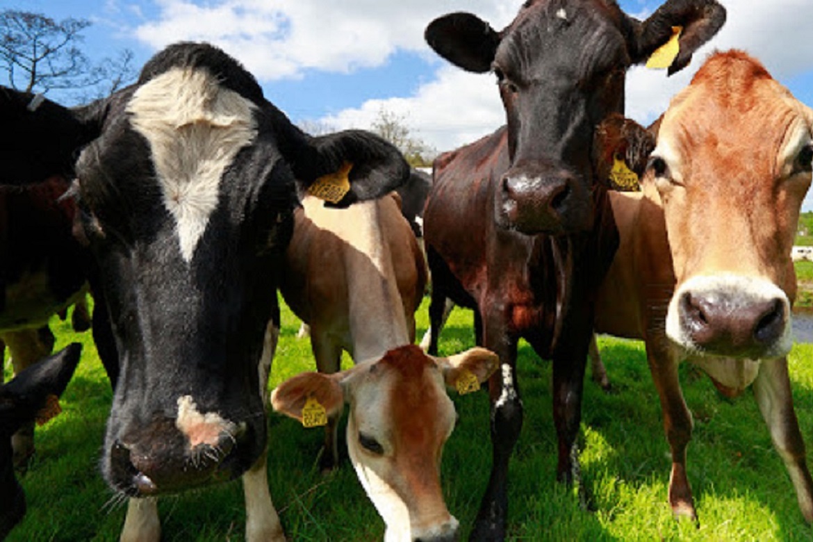 Cow Herd Satya Day