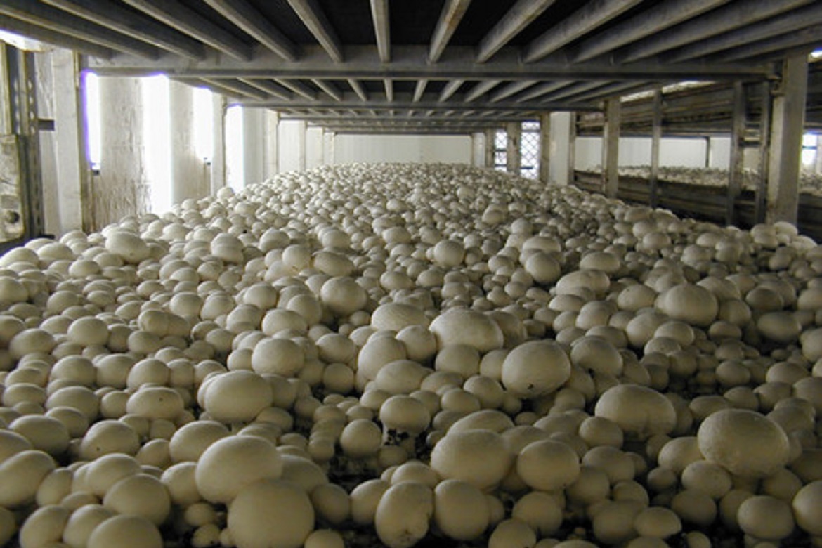 Mushroom Farming