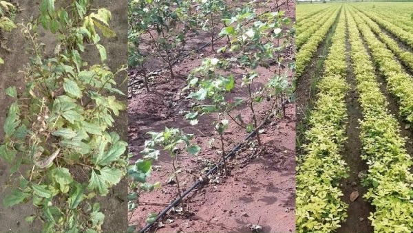 Seed Faliure