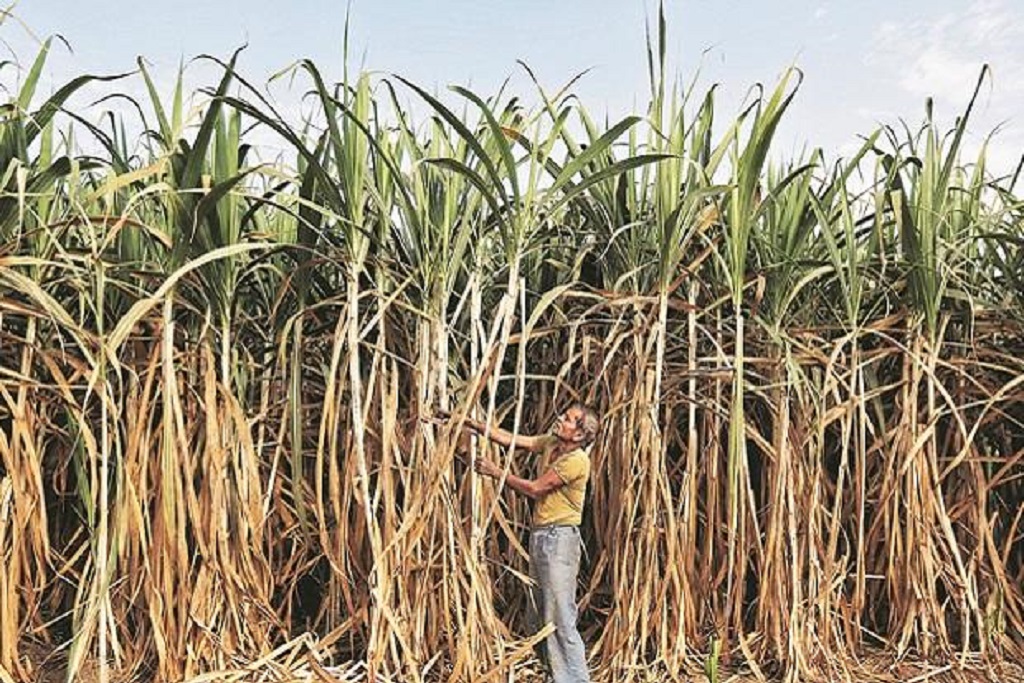 Sugarcane