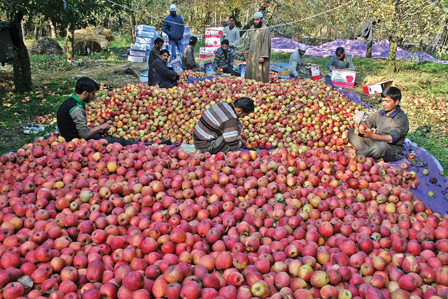 Kashmir Apples