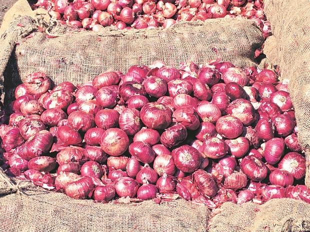 Onion Seeds