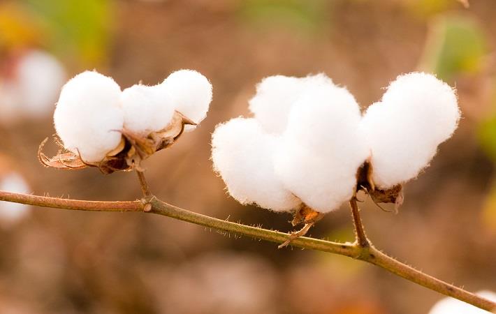 cotton