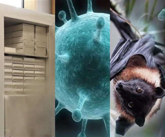 27 11 2020 coronavirus freezer bats 21106130