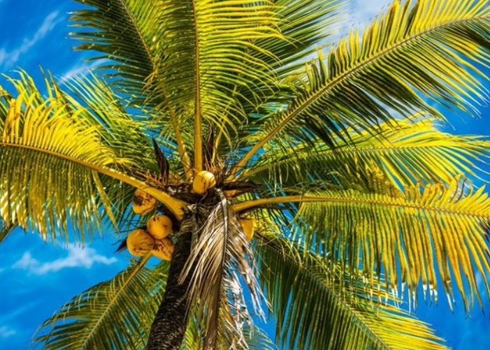 Coconut Tree Satya Day