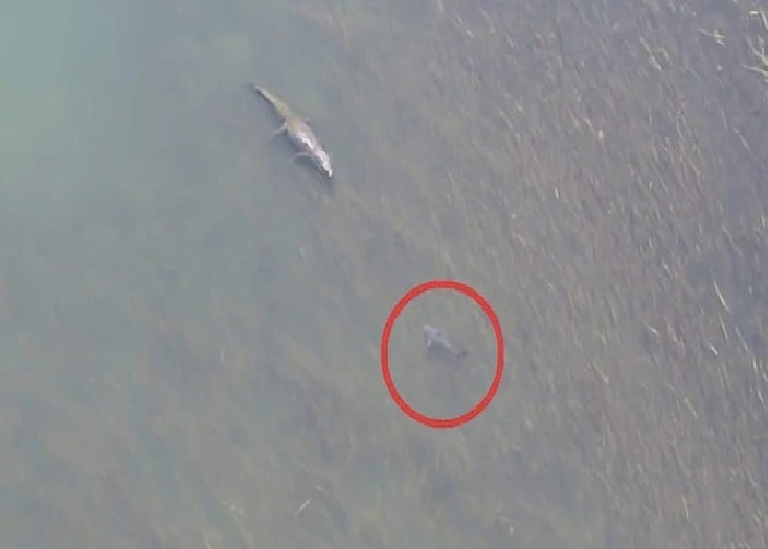 Shark Crocodial Satya Day
