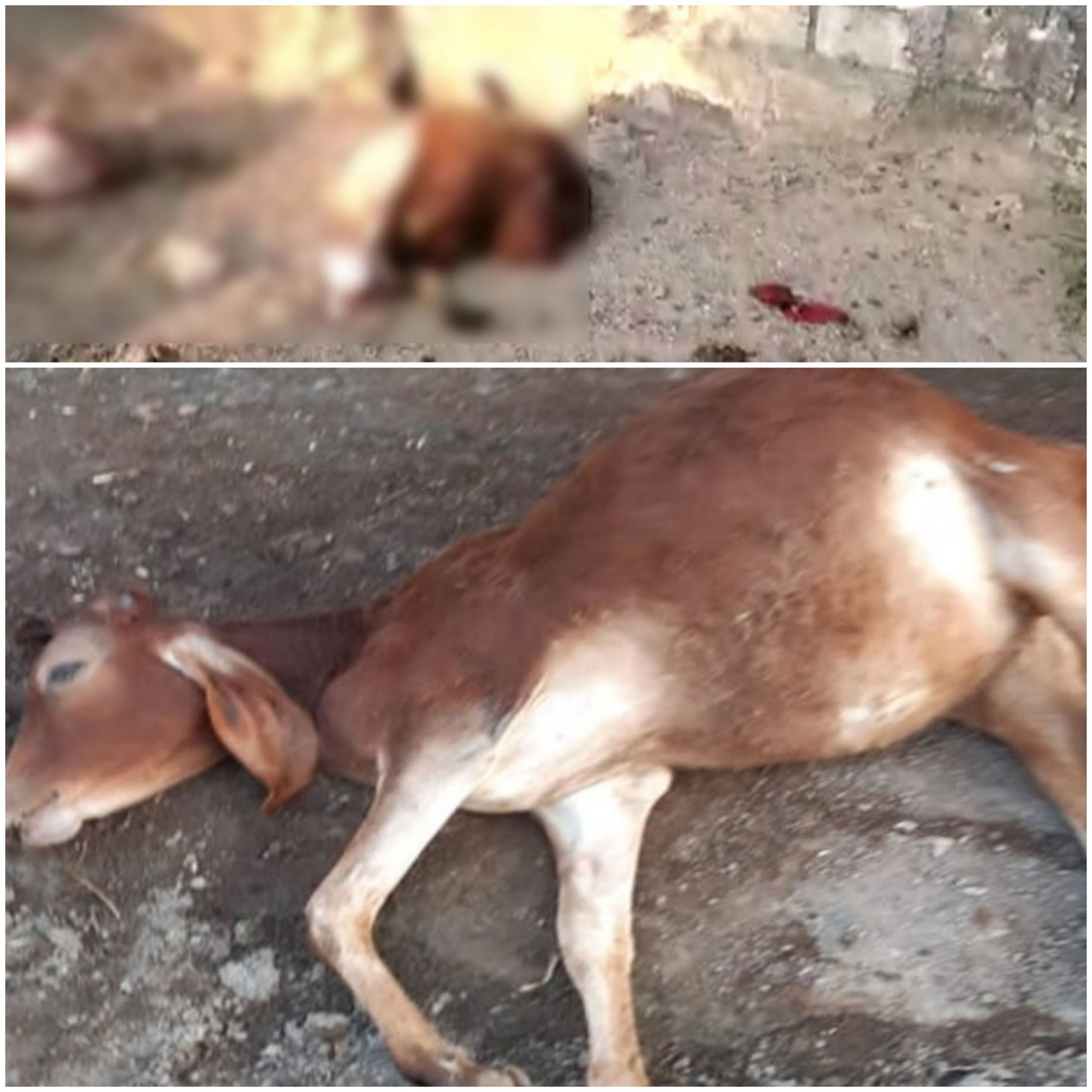 રાજકોટ ના આરબ ટીંબડી ગામે સિંહો નું ટોળું ગામ માં ઘુસ્યું અને 8 ગાયો નું મારણ કરતા દહેશત નો માહોલ 20201222 143847 scaled