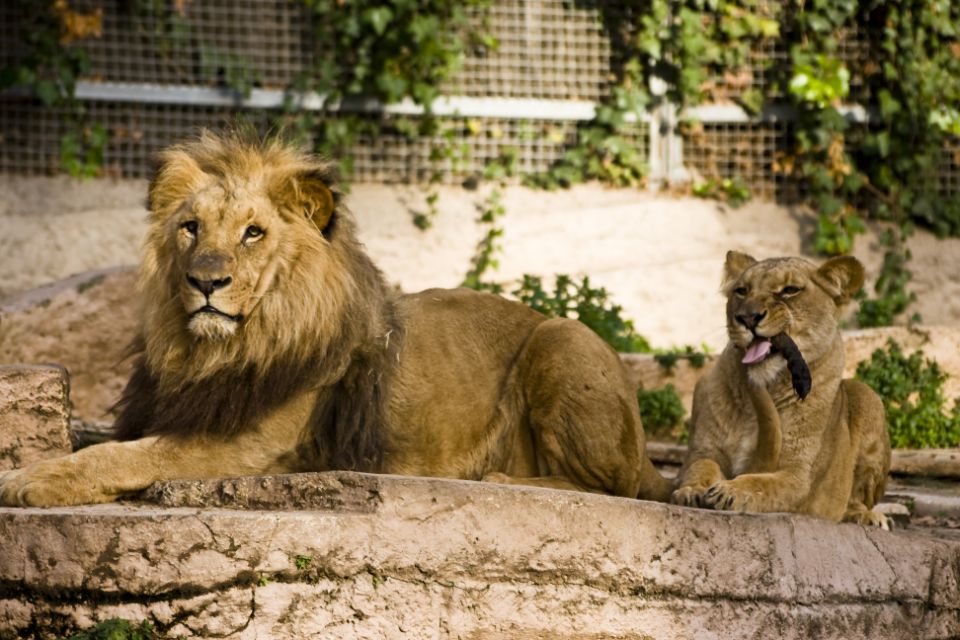 4 Lions Corona Positive Barcelona Satya Day