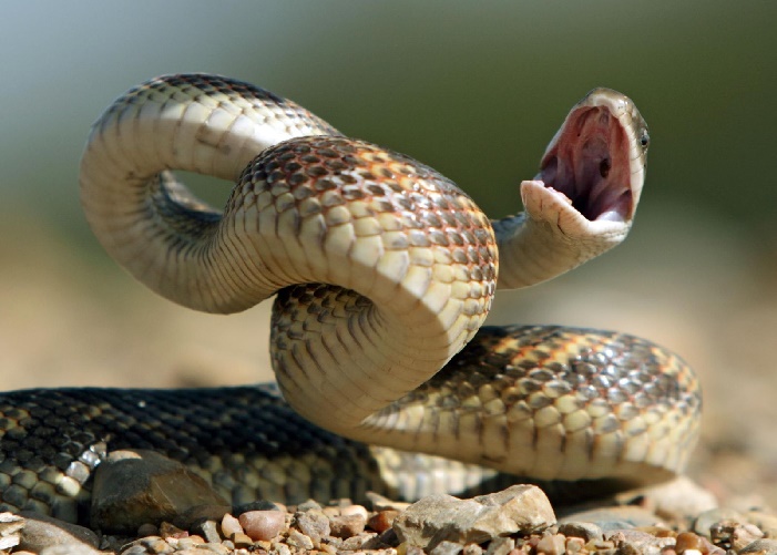 Snake Satya Day