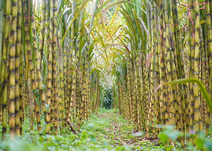 Sugarcane Farm Satya Day