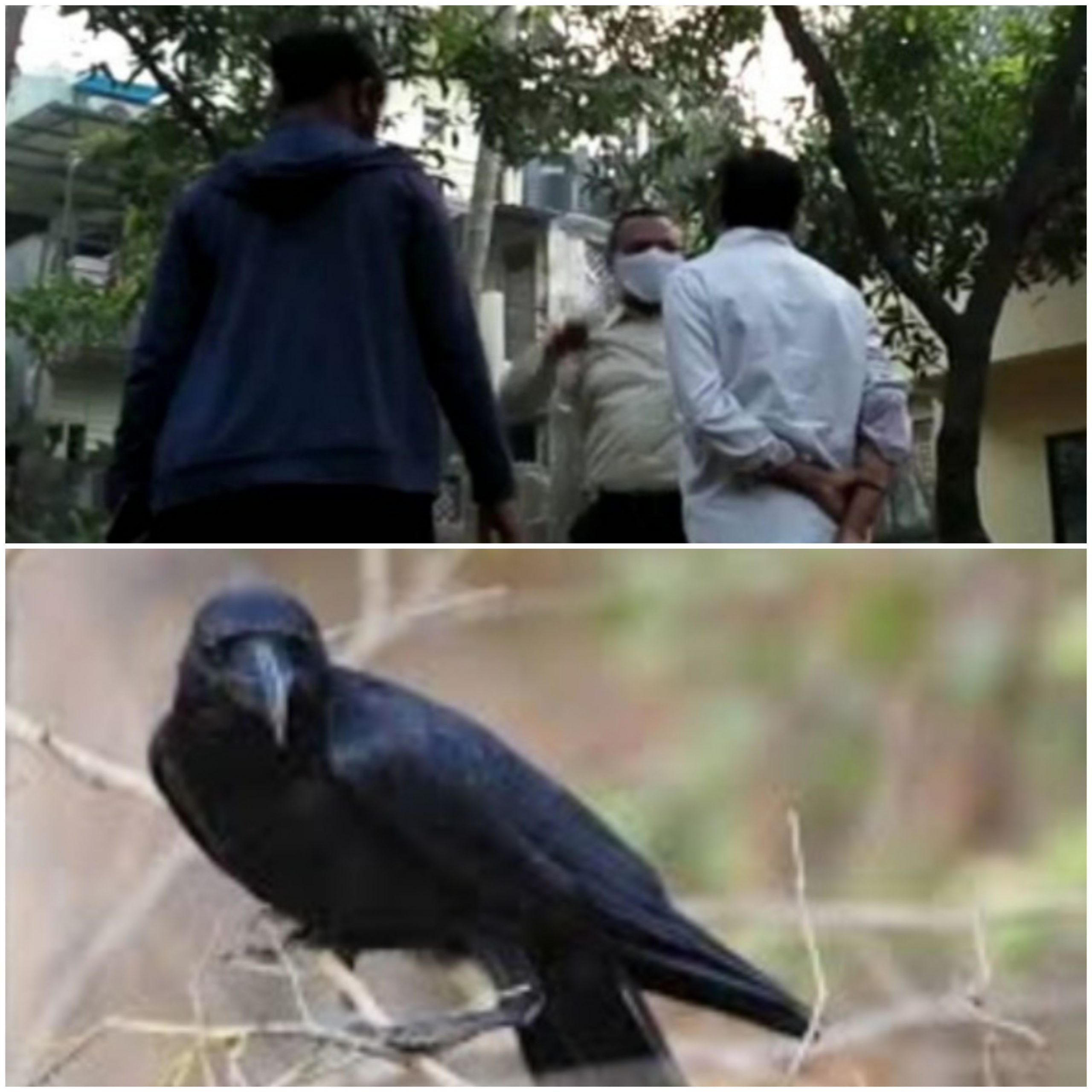 વલસાડ માં કાગડાઓ ટપોટપ મરવા લાગ્યા,તંત્ર કહે છે કે ફૂડ પૉઇઝિંગ નું અનુમાન પણ કન્ફોર્મ નહિ ! તપાસ જરૂરી 20210108 082539 Scaled Satya Day