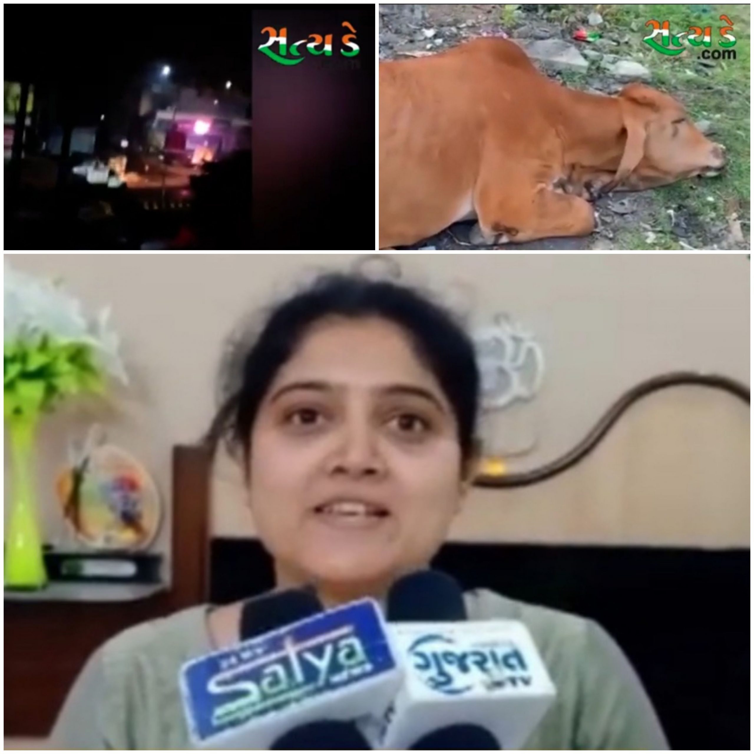 વલસાડ પંથકમાં ગાયો ની તસ્કરી વધી , ગાય ચોરનાર ઈસમો ને મહિલાએ ભગાવ્યા ! પોલીસ પેટ્રોલિંગ સામે ઉઠ્યા સવાલો 20210111 140008 Scaled Satya Day