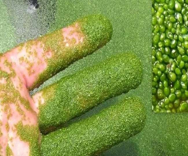 વર્લ્ડ વેટલેન્ડ ડે 2021: ભોપાલના મોટા તળાવની વેટલેન્ડમાં વિશ્વનો સૌથી નાનો છોડ, દુર્લભ માંસાહારી છોડ પણ ત્યાં છે 01 02 2021 Wolffia Globosa 21327132 19850682 Satya Day