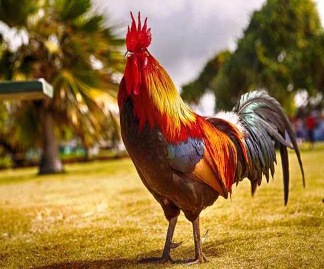 26 02 2021 Rooster 21408528 Satya Day