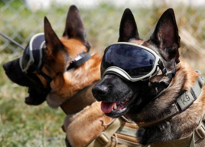German Sniffer Satya Day