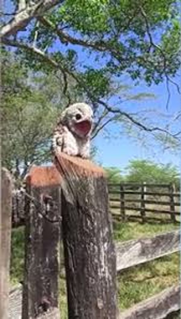 VIRAL: ‘ઘોસ્ટ બર્ડ’ની ચીસો સાંભળી મહિલા ડરી ગઈ ! 7