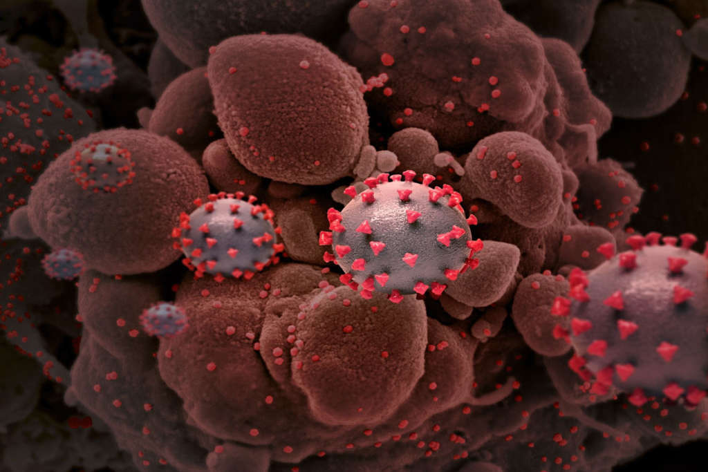 Coronavirus 1024X683 1 Satya Day