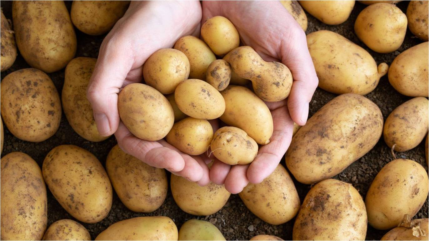 Onion Potato.1
