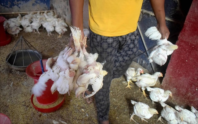 bird flu enter in Ahmedabad