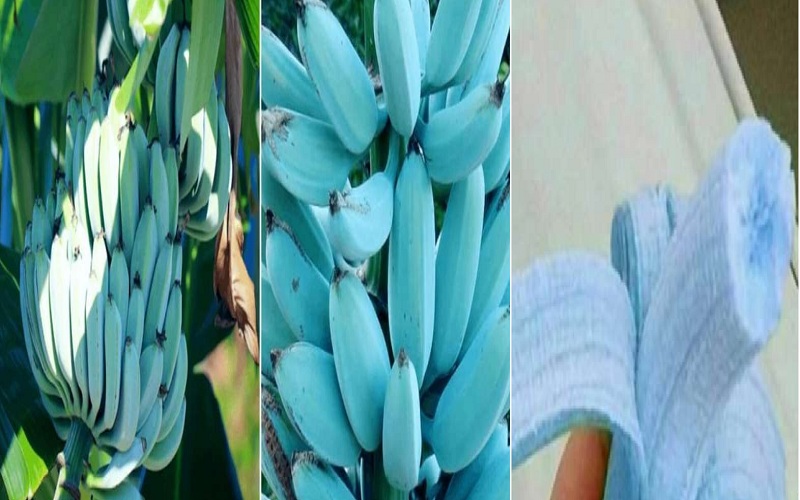 blue banana