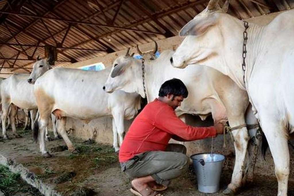 Dairy 3 1024X683 1 Satya Day