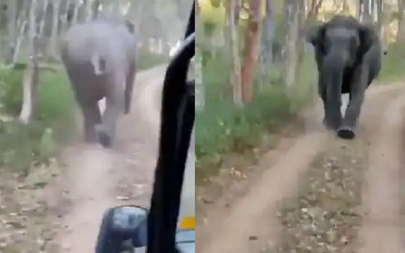 elephant viral video