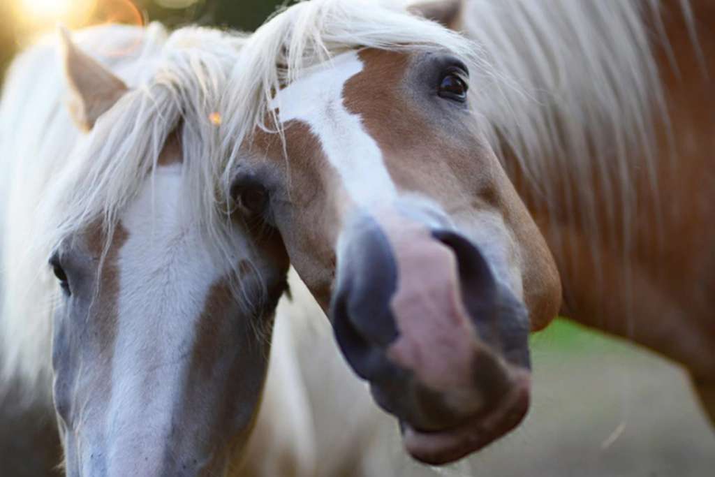 horse 4 1024x683 1