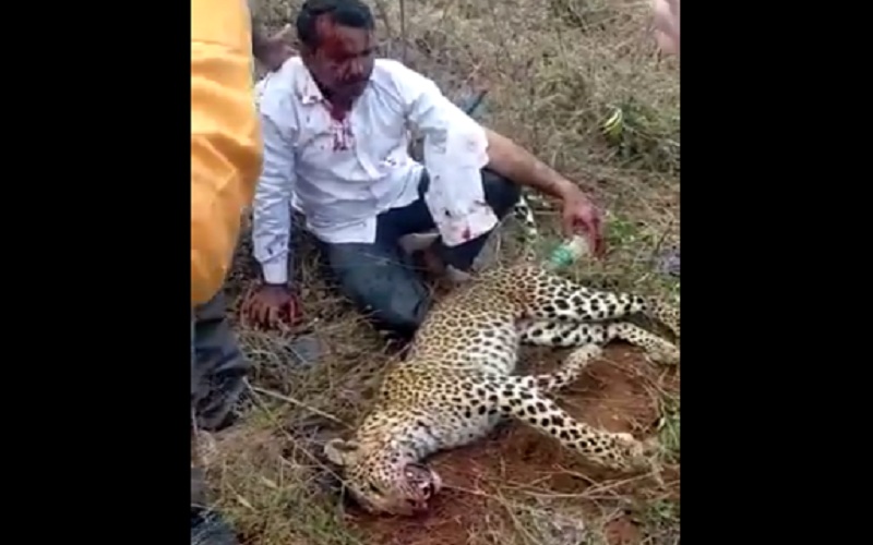 leopard killed