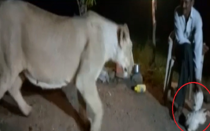 lion show