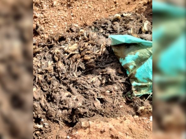 OMG: ધનસુરાના હમીરપુર પાસે જાહેરમાં 2000 મૃત મરઘાં ફેંકતા લોકોમાં ભય 18 1618013087 Satya Day