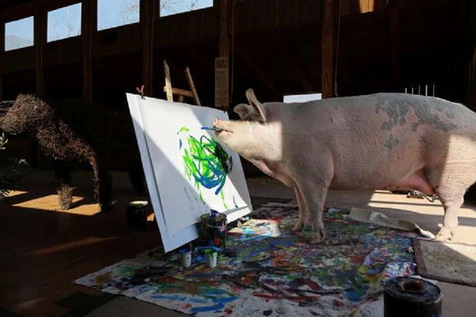 Pig 960X640 1 Satya Day