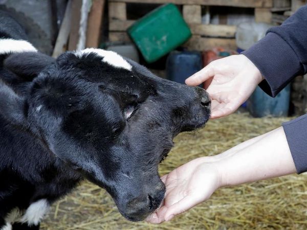 Cow1 1619161094 Satya Day